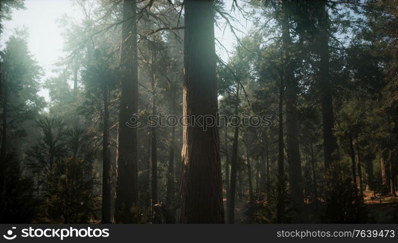 Sunset on the Giant Forest, Sequoia National Park, California