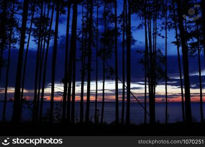 Sunset on the lake through the trunks of pine trees. Black silhouettes of trees.