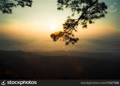 sunset or sunrise beautiful warm sky on top view hill mountain cliff and branch pine tree landscape with fog mist