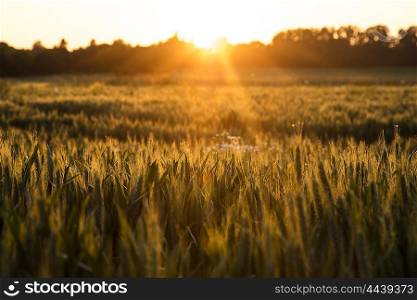 Sunset or sunrise golden hour over a field of wheat crops growing on farm