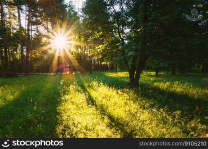 Sunset Or Sunrise In Forest Landscape. Sun Sunshine With Natural Sunlight And Sun Rays Through Woods Trees In Summer Forest. Beautiful Scenic View. Natural Real Lens Flare Effect. Sunset Or Sunrise In Forest Landscape. Sun Sunshine With Natural Sunlight And Sun Rays Through Woods Trees In Summer Forest. Beautiful Scenic View