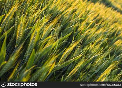 Sunset or sunrise over a golden field of wheat crops growing on farm