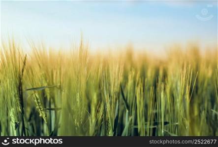 Sunset or sunrise scene on a field with young rye or wheat in summer. Agriculture concept. Sunset over a field of ripening rye, selective soft focus, shallow depth of field