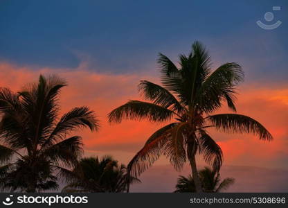Sunset orange sky coconut palm trees in Caribbean Riviera Maya