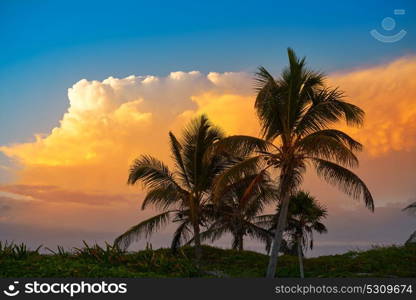 Sunset orange sky coconut palm trees in Caribbean Riviera Maya