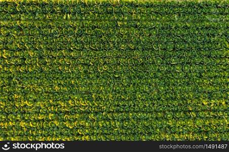 Sunset over a field of cabbage aerial view from above. Agriculture field background.. Sunset over a field of cabbage aerial view from above