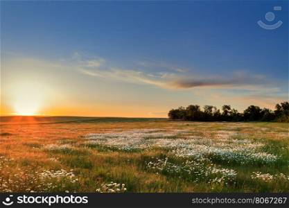 Sunset over a field of chamomile. Panorama Sunset over a field of daisies