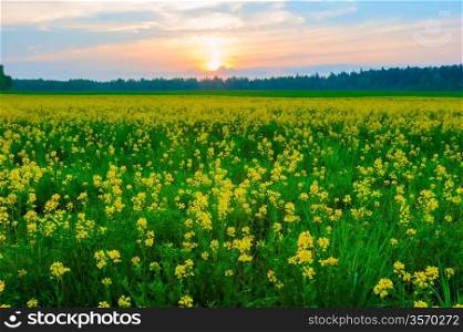 sunset over a field of yellow flowering