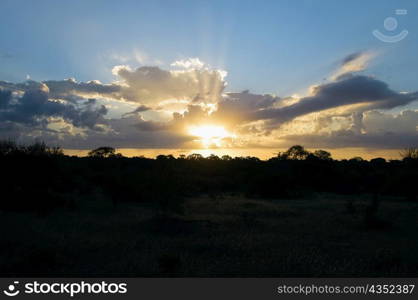 Sunset over a forest, South Africa