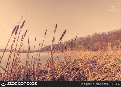 Sunset over a frozen lake with reeds