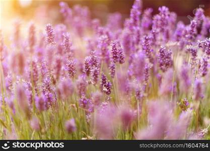 sunset over a purple lavender field in summer