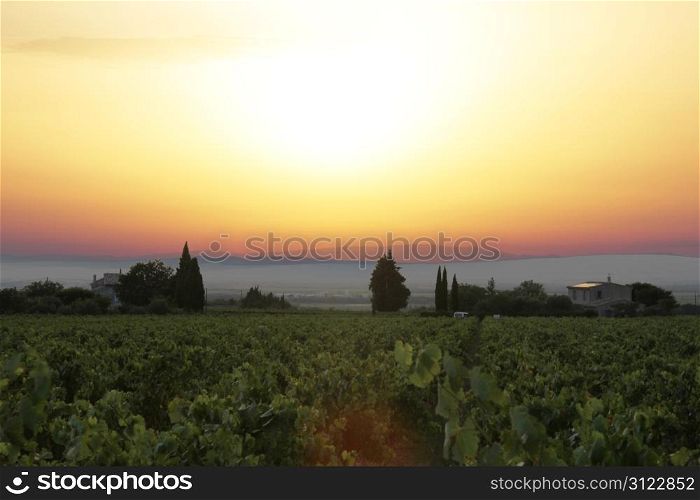 Sunset over a vineyard in the Provence