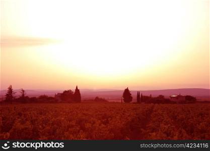 Sunset over a vineyard in the Provence