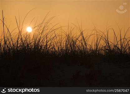 Sunset over beach sand dune on Bald Head Island, North Carolina.