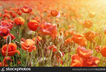 Sunset over field with Red poppies.. Sunset over field with Red poppies