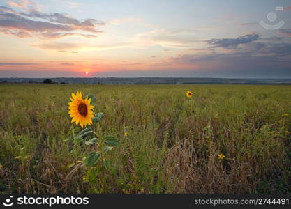 sunset over field with sunflower