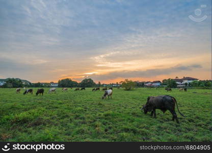 Sunset over Idyllic Farmland Landscape