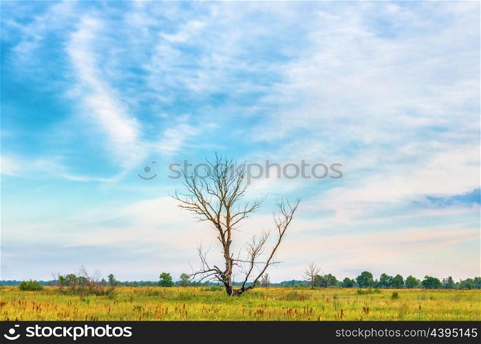Sunset over lonely dry tree on the field with yellow flowers