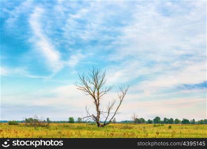 Sunset over lonely dry tree on the field with yellow flowers