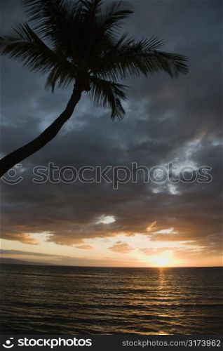 Sunset over Pacific Ocean with palm tree in Maui, Hawaii, USA.
