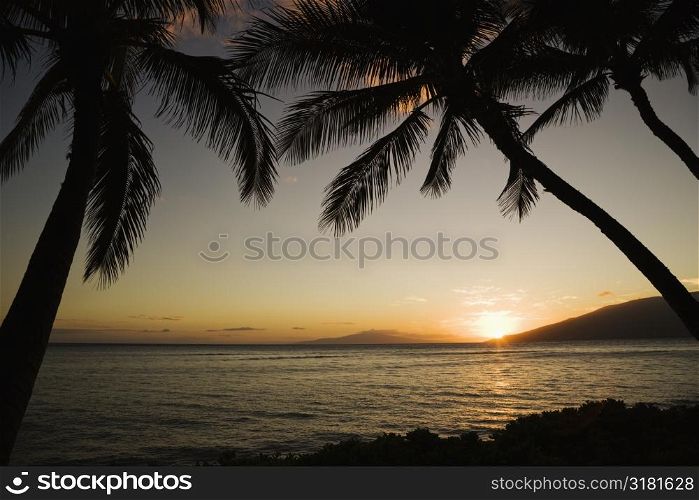 Sunset over Pacific ocean with silhouetted palm trees.