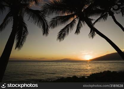 Sunset over Pacific ocean with silhouetted palm trees.