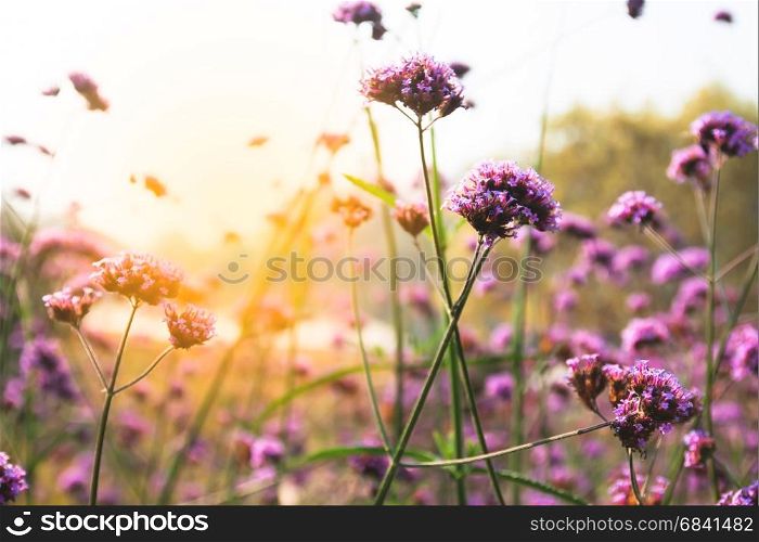 Sunset over purple flower field