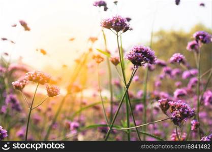 Sunset over purple flower field