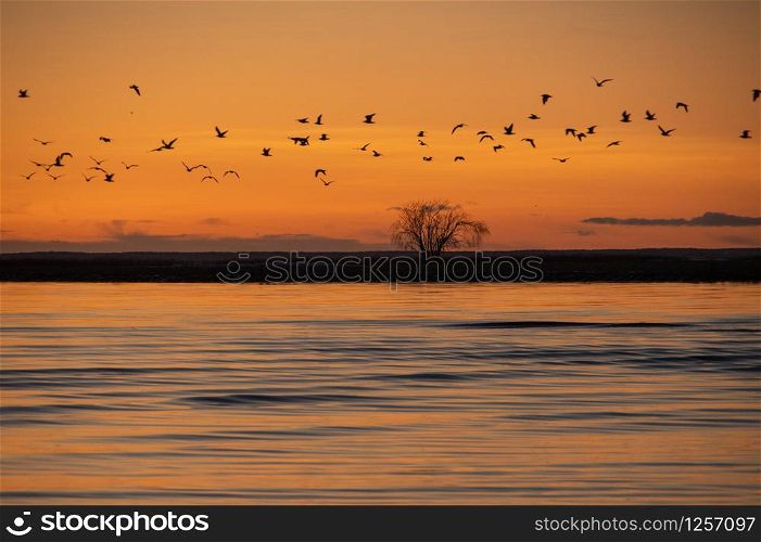 Sunset over the Baltic sea in Parnu coloring water in orange with silhouette of lonely tree on horizon and flock of birds flying over