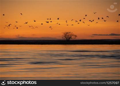 Sunset over the Baltic sea in Parnu coloring water in orange with silhouette of lonely tree on horizon and flock of birds flying over