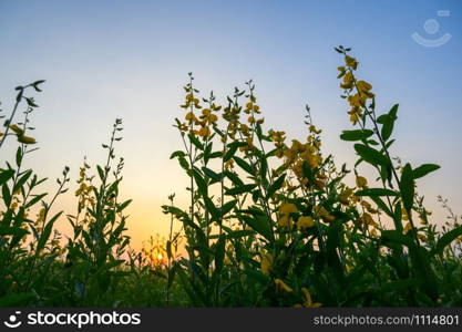 sunset over the grass flower, nature scene