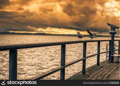 Sunset over the lake Bodensee and the two seagulls on a metal railing near the tourists binocular in Friedrichshafen town, Germany.