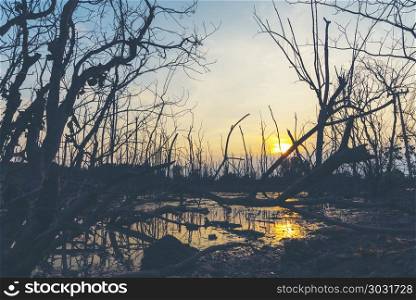 sunset over the mangrove forest; tropical view in Thailand