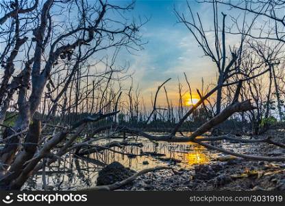 sunset over the mangrove forest; tropical view in Thailand