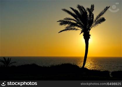 Sunset over the sea and a lone palm on the bank