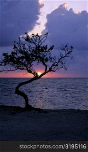 Sunset over the sea, Blackbeard&acute;s Caye, Belize
