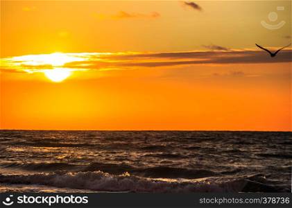 sunset over the sea with silhouette of flying seagull