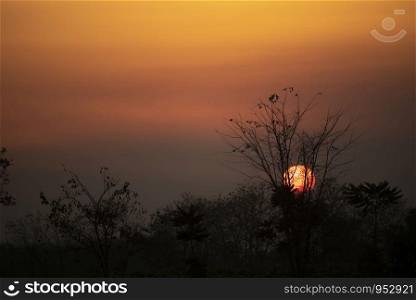 sunset over the tree, landscape outdoor field