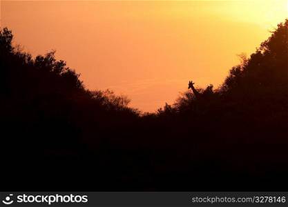 Sunset over trees in Kenya