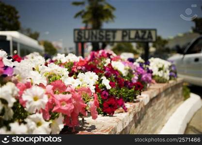 Sunset Plaza Sign erected in a flower bed, Los Angeles, California, USA