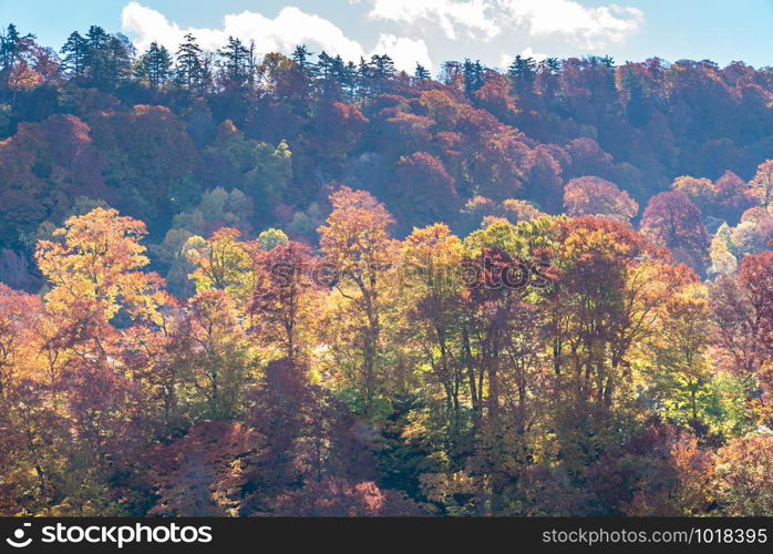 Sunset red leaf autumn fall season for Forest wodland in Akita Tohoku Japan