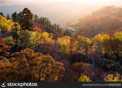 Sunset red leaf autumn fall season for Forest wodland in Akita Tohoku Japan