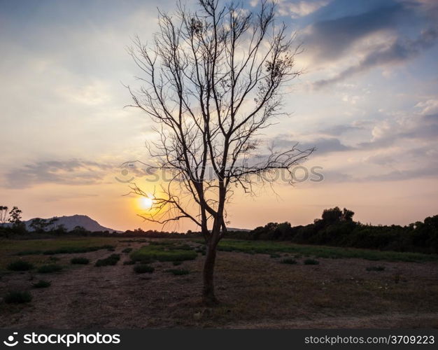 Sunset scene behind a tree in the valley