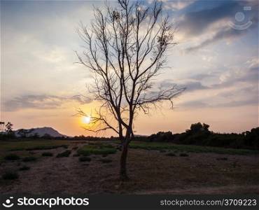 Sunset scene behind a tree in the valley