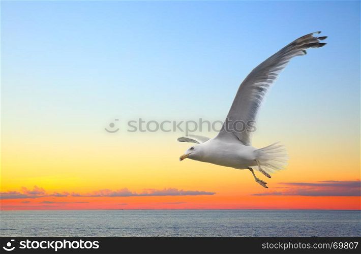 Sunset seascape with flying seagull. Copyspace composition