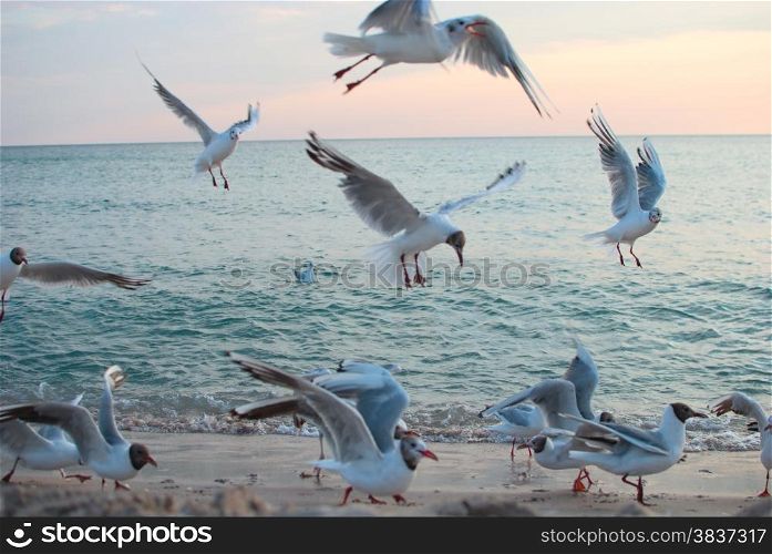 Sunset sky and seagulls flying over the coastline