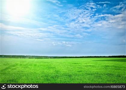 Sunset sun and field of green fresh grass under blue sky