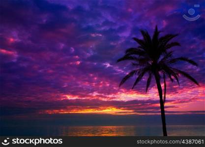 sunset sunrise palm tree over Mediterranean sea
