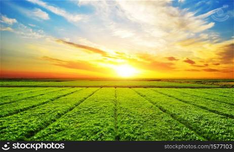 Sunset, sunrise, sun over rural countryside wheat field. Late spring, early summer