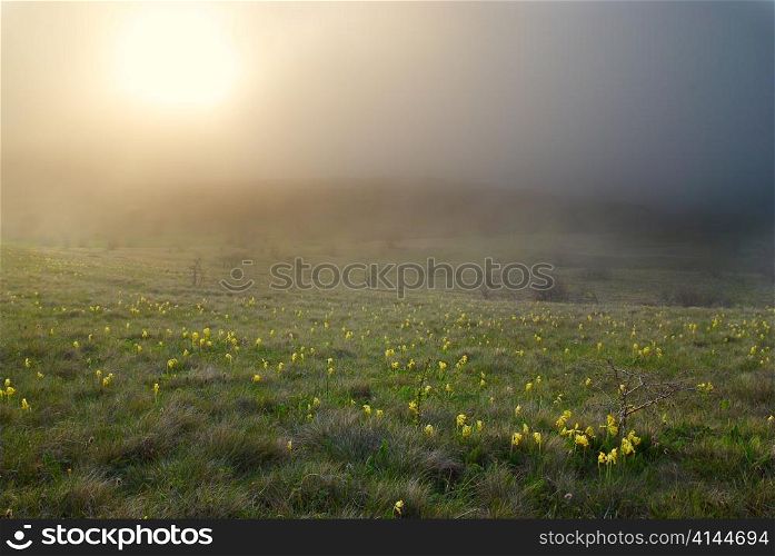 Sunset under plateau. Sun above the field of yellow flowers.